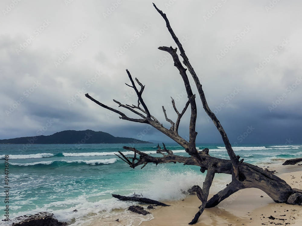 Single bare tree on the shore of a calm ocean on a cloudy day