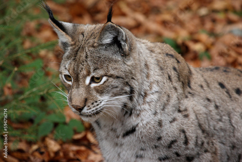 Lynx, vue de près