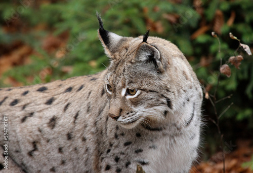 Lynx © Gérard Jaeger