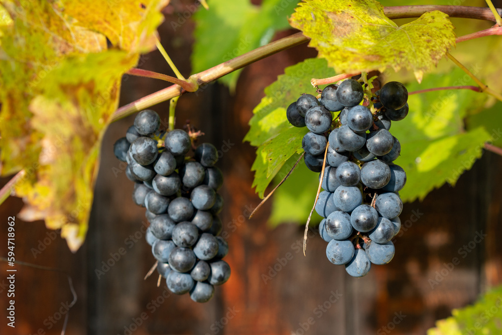 Fototapeta premium Autumn grapes with ripe berries.