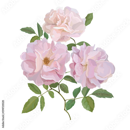 Pink roses bouquet isolated on white background,vector illustration