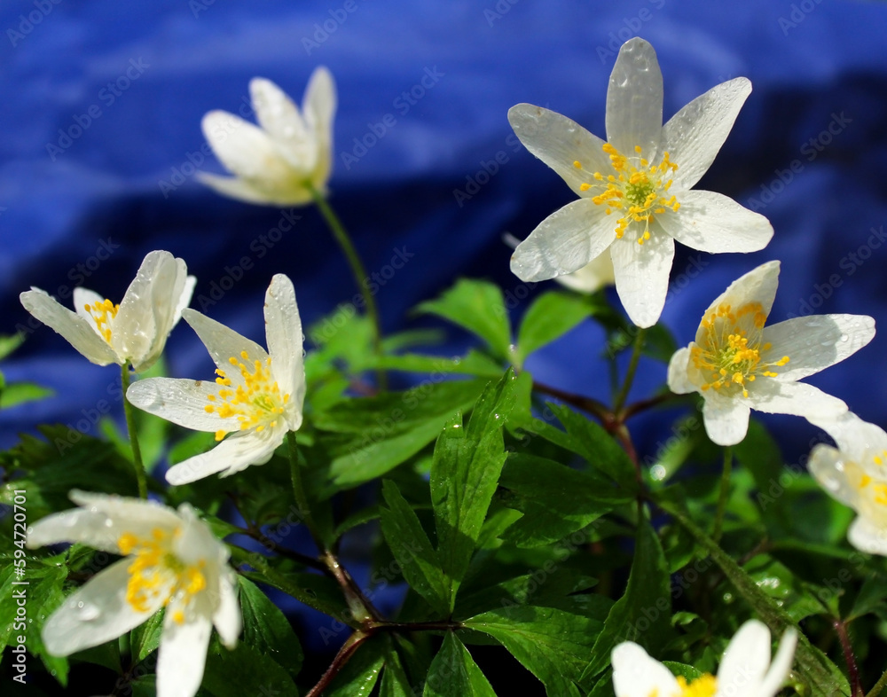 Obraz premium White snowdrops in the forest in early spring.