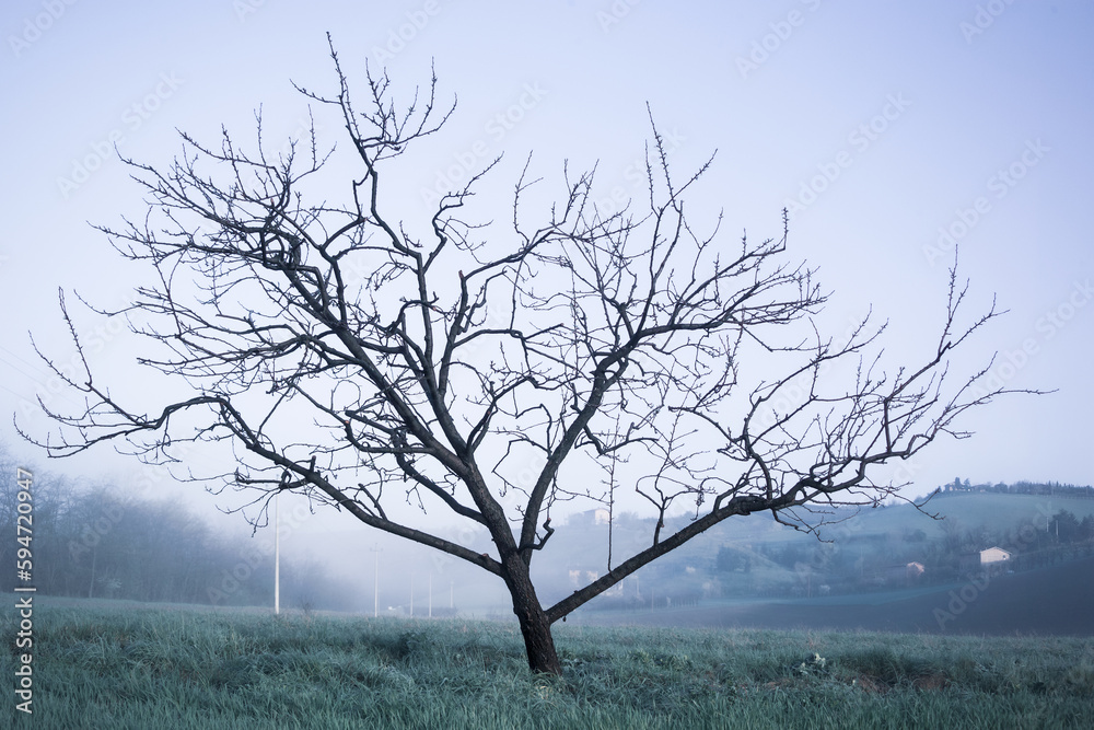 albero spoglio in campagna con nebbia