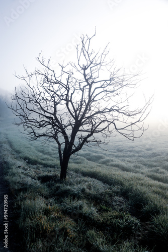 albero spoglio in campagna con nebbia, campo coltivato