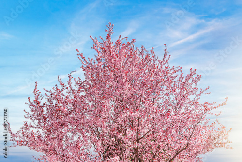 Blooming pink tree against the blue sky. Pink blossom of cherry tree against blue sky in vintage tone