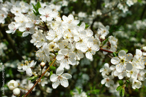White blooming wild cherry in the forest in early spring. 