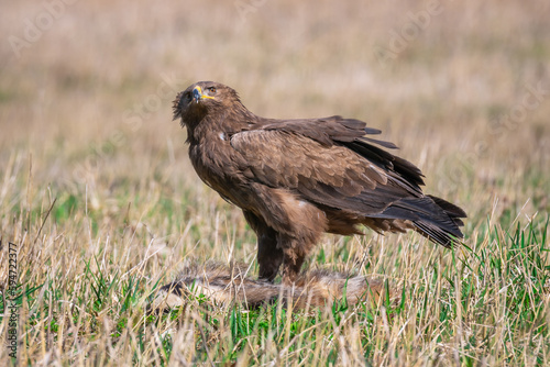 Lesser spotted eagle, Aquila Pomarina, in spring on the ground eat dead Badger.