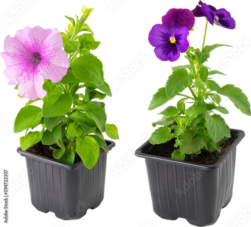 Pansies viola tricolor and Petunia flowers in plastic pots, isolated.