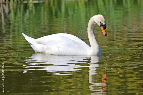 Swan reflected on the Tiverton Canal 