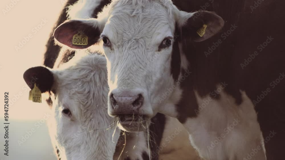 Happy Cows: A Close-Up View of Grazing Cattle in Springtime Pasture Happy Cows: A Close-Up View of Grazing Cattle in Springtime Pasture