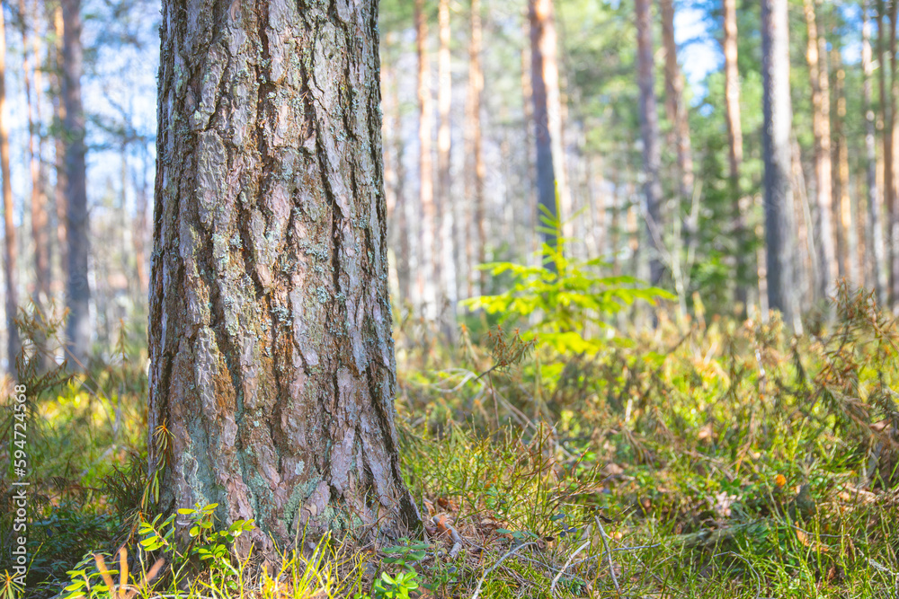 Obraz premium close up of pine tree trunk in forest during sunny day