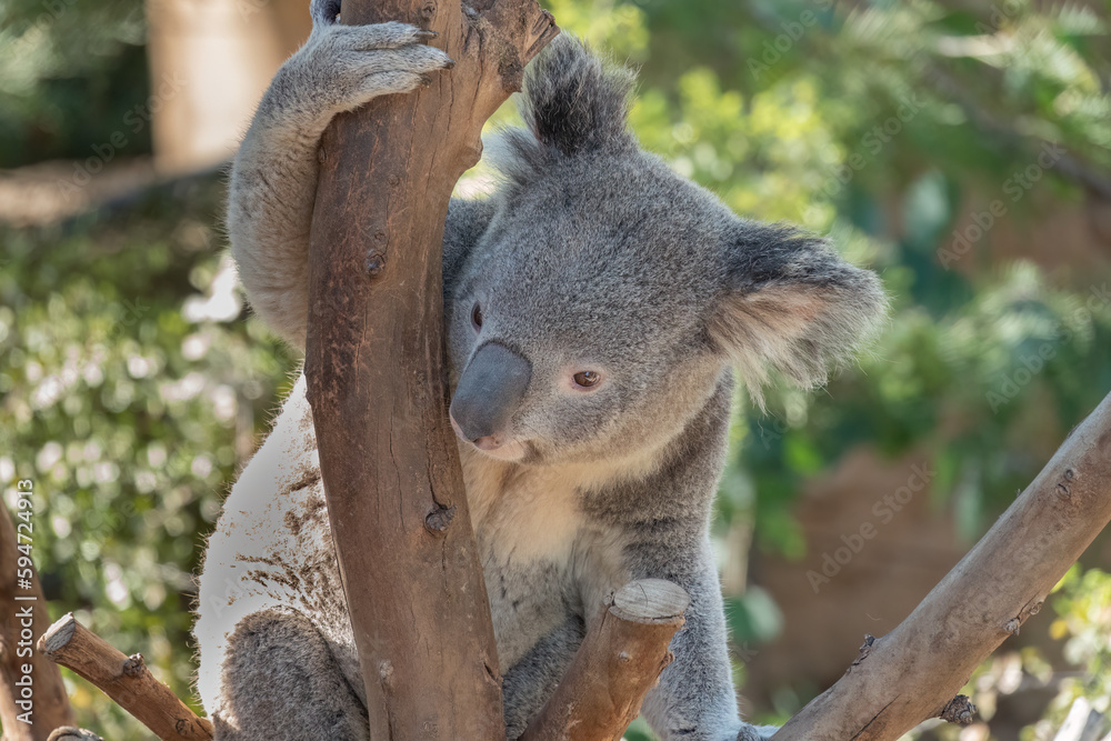 Obraz premium Koala Closeup Portrait series