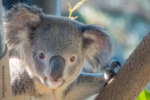 Canvas Print Koala Closeup Portrait series
