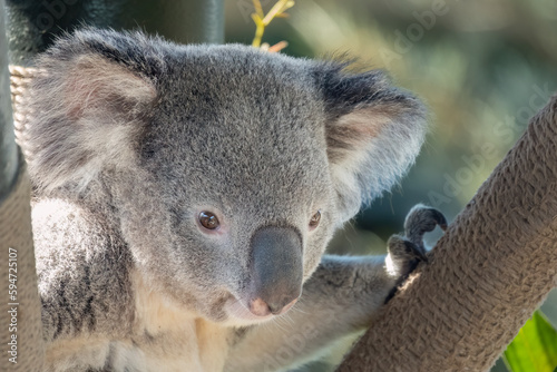 Fototapeta Naklejka Na Ścianę i Meble -  Koala Closeup Portrait series
