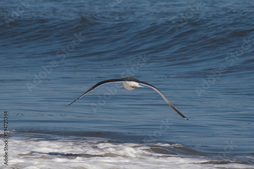 This pretty seagull was flying over the ocean at this time I took this picture. Wings outstretched to glide on winds coming off the water. The waves below coming into the beach look pretty.