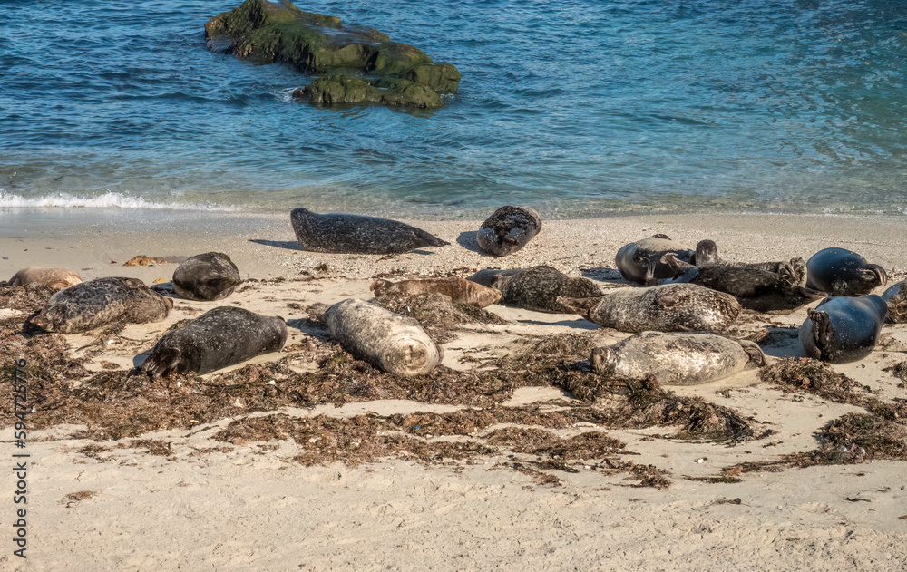 Pacific harbor seals, La Jolla Cove, San Diego, California, USA