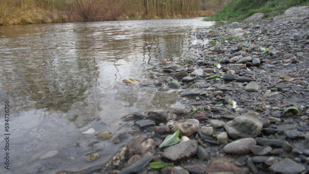 river in the forest