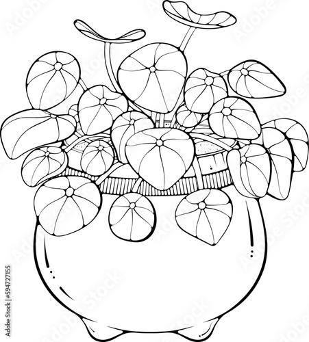 Pilea chinese money plant in a pot. Vector illustrations in hand drawn sketch doodle style isolated on white. Plant for the office interior, house plant. Plant with oval leaves.