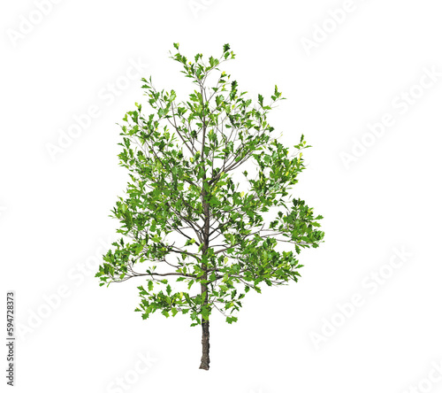 Quercus Rubra tree. 3D rend...