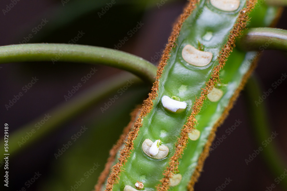Madagascar jewel poisonous milk drops - Euphorbia leuconeura dangerous plant Madagascar jewel poisonous milk drops - Euphorbia leuconeura dangerous plant