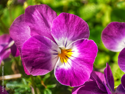 purple and yellow flowers