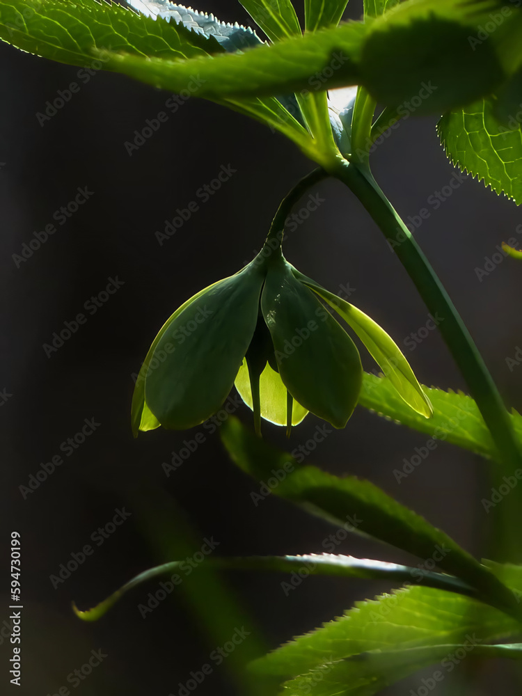 Obraz premium close up of a green leaf