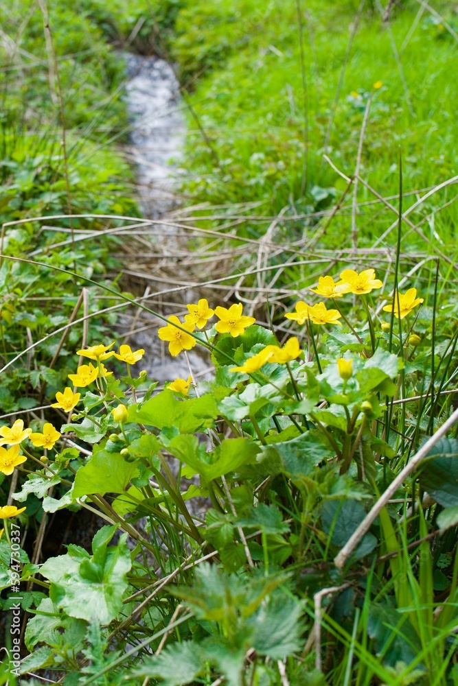 Fototapeta premium marigold in the gras near a small stream of water