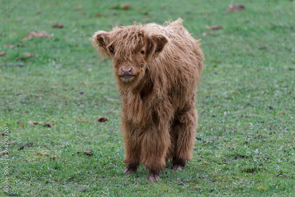 Fototapeta premium The Highland cow - is a Scottish breed of rustic beef cattle.