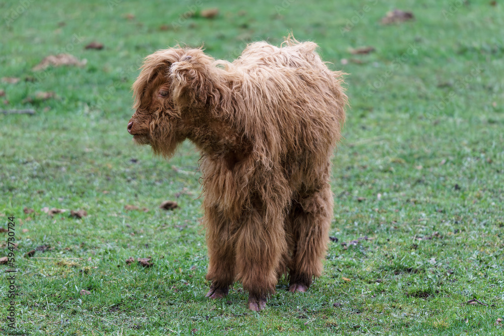 The Highland cow - is a Scottish breed of rustic beef cattle.