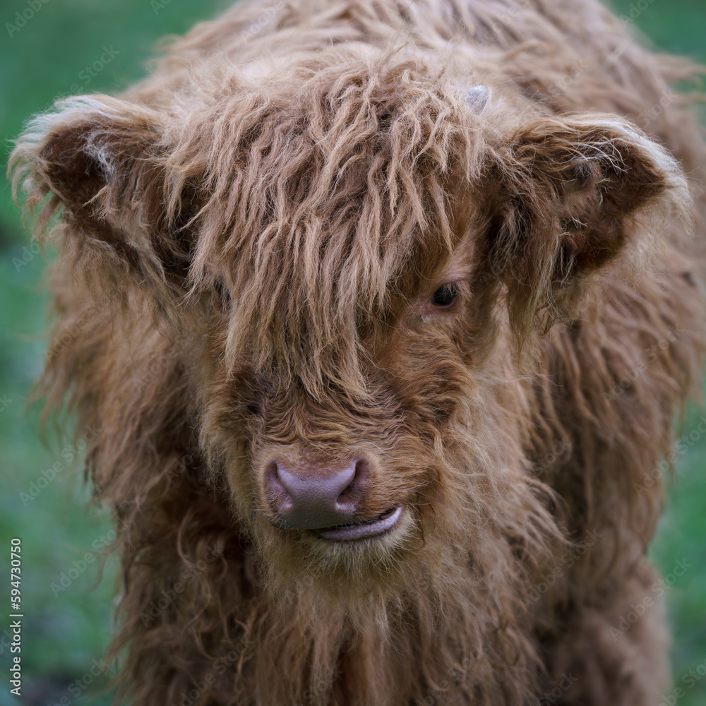 The Highland cow - is a Scottish breed of rustic beef cattle.