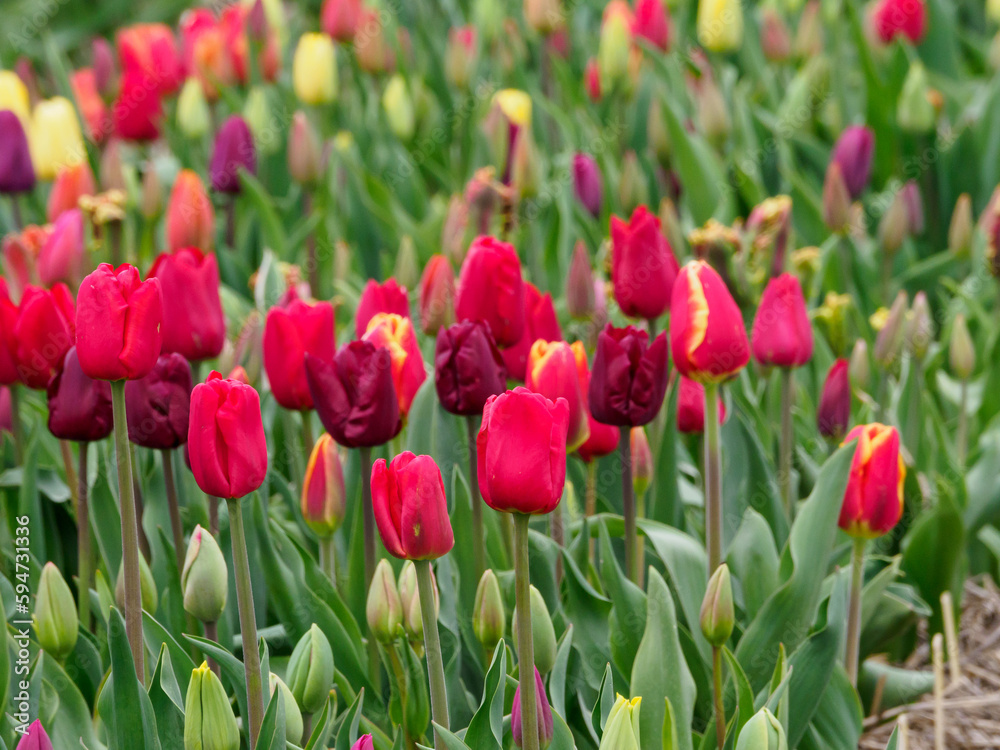 Tulpenfelder in den Niederlanden