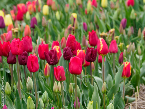 Tulpenfelder in den Niederlanden