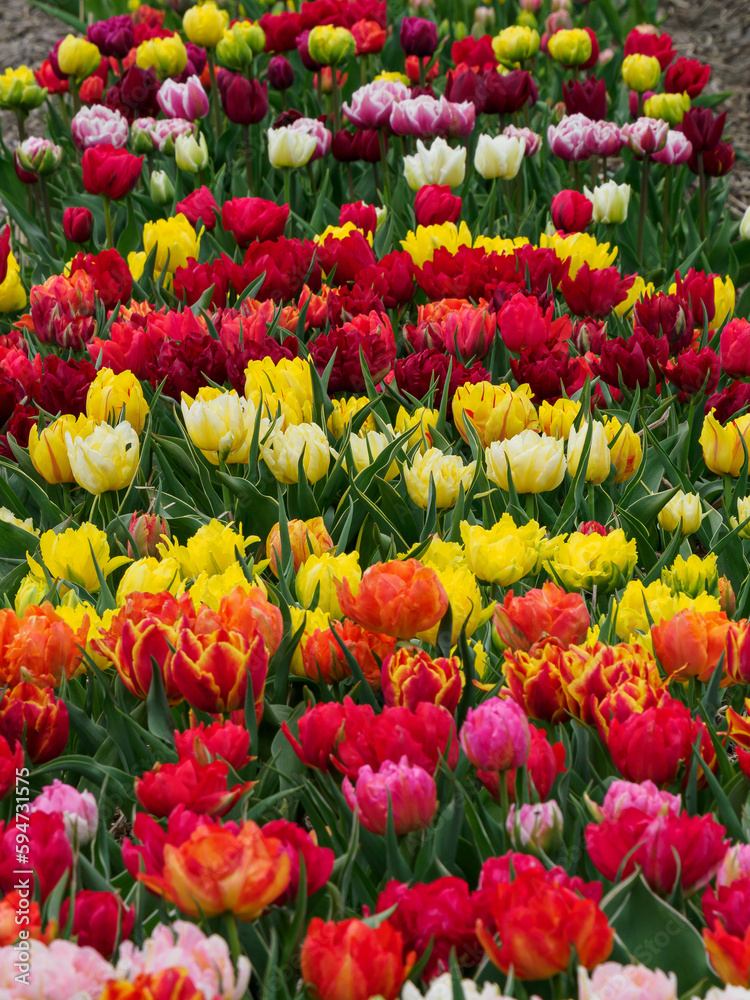 Tulpenfelder in den Niederlanden