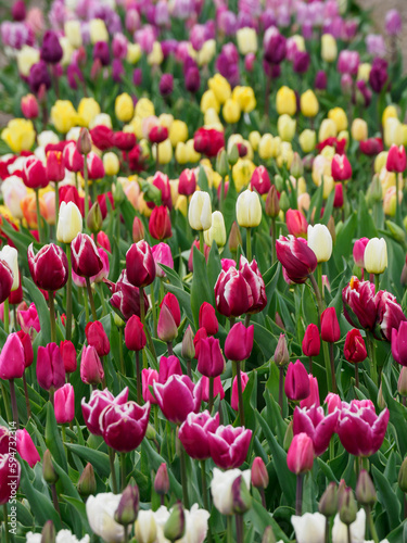 Tulpenfelder in den Niederlanden