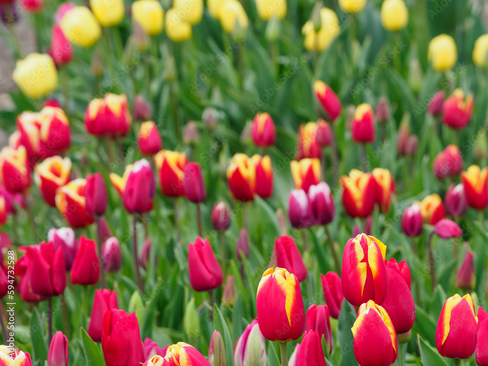 Tulpenfelder in den Niederlanden