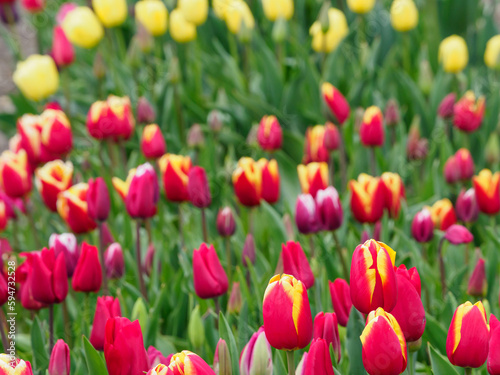 Tulpenfelder in den Niederlanden