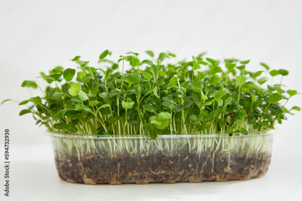 Micro-greens. Assortment of micro greens. Growing kale, alfalfa, sunflower, arugula, mustard sprouts, panorama, Healthy lifestyle concept Micro-greens. Assortment of micro greens. Growing kale, alfalfa, sunflower, arugula, mustard sprouts, panorama, Healthy lifestyle concept