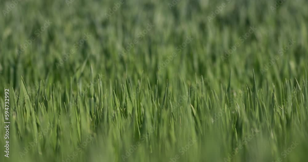 Green Wheat Fields, Auvers Green wheat field. Road in a green field of wheat. Traces of agricultural transport on the grass on a sunny day Green Wheat Fields, Auvers Green wheat field. Road in a green field of wheat. Traces of agricultural transport on the grass on a sunny day
