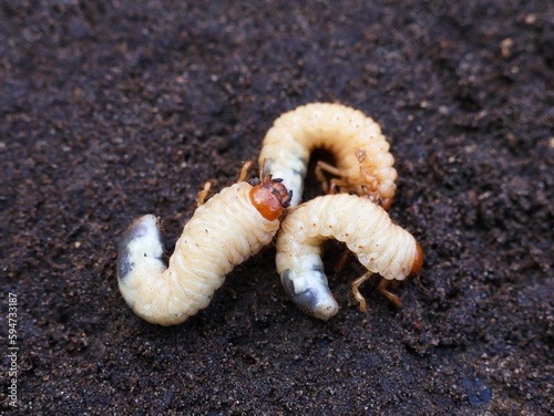 White larvas cockchafers against the background of the soil.