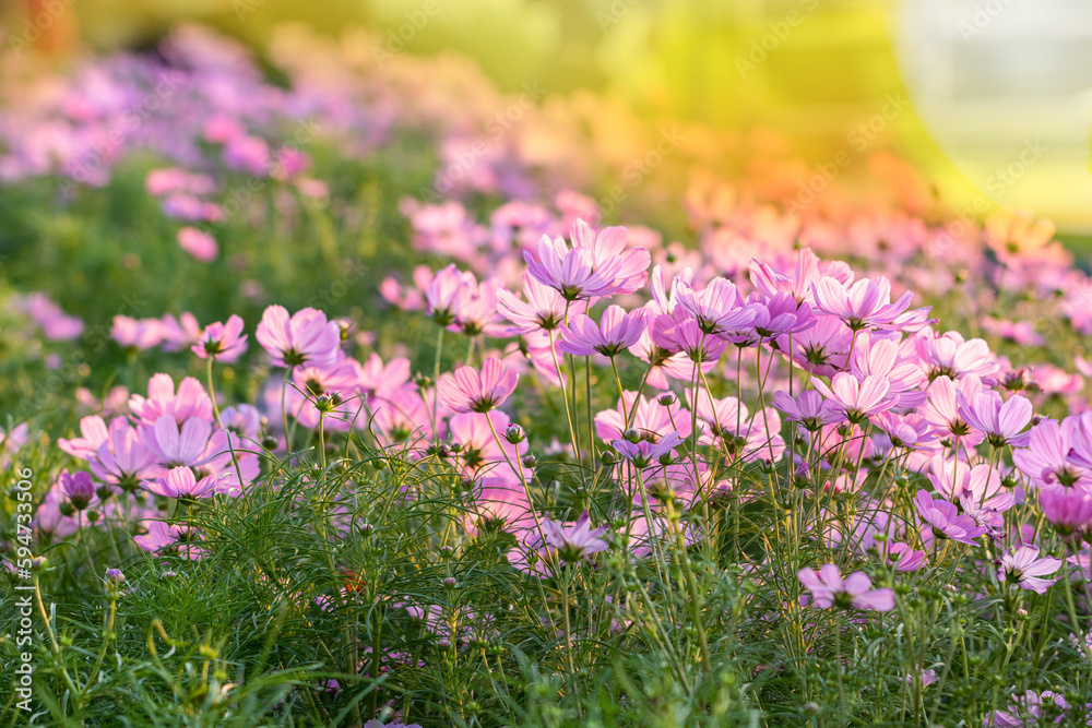 Field of pink cosmos flowers againt sunset, golden light