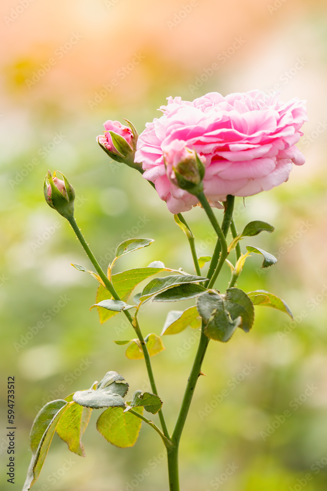 Pink rose with buds in the garden, burred background Pink rose with buds in the garden, burred background