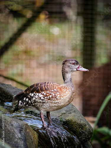 Tampa Florida Zoo and Weedon Island Preserve photo