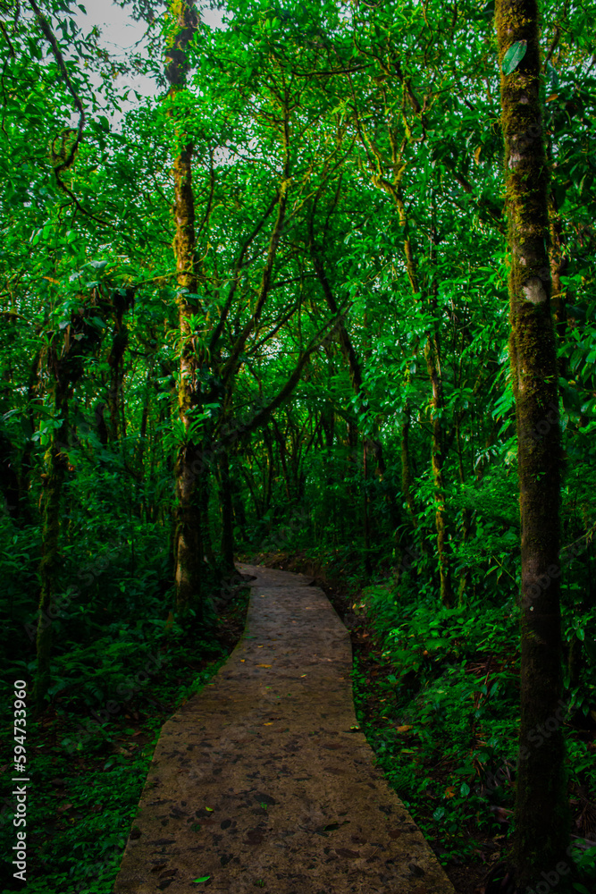 Obraz premium Close up in the rainforest of Costa Rica