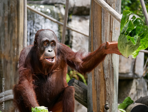 Tampa Florida Zoo and Weedon Island Preserve photo