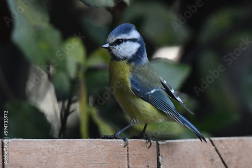 mésange bleue 