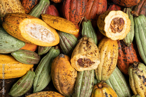 Raw ripe cacao harvest