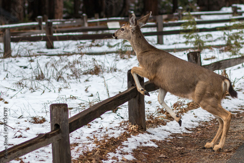 Mule Deer jumping a fence in Yosemite Valley