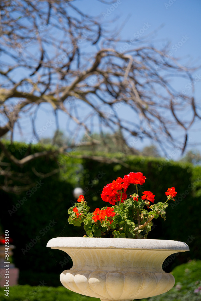 Obraz premium Rote Pflanze unscharfer Hintergrund