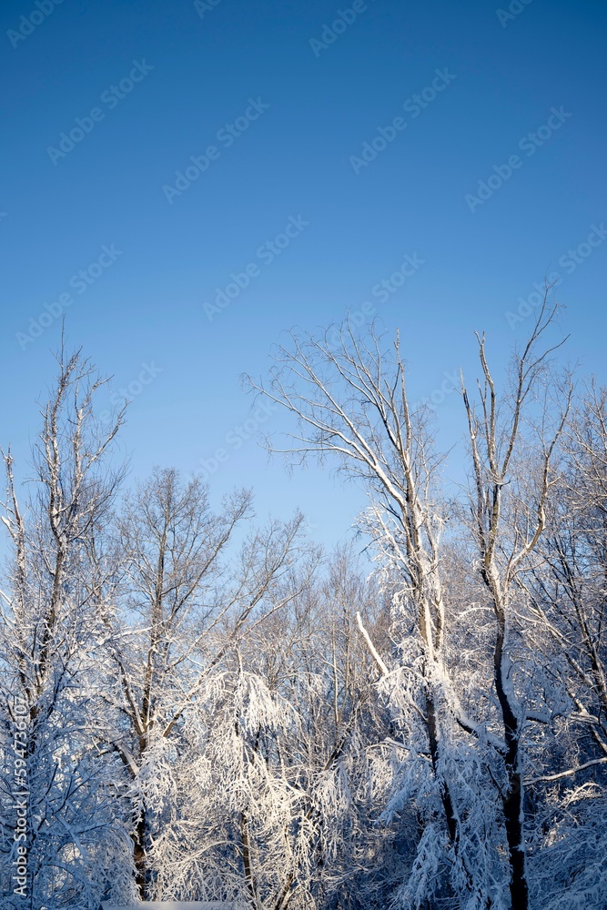 Beautiful winter scene of trees in a park blanketed in freshly fallen snow Beautiful winter scene of trees in a park blanketed in freshly fallen snow