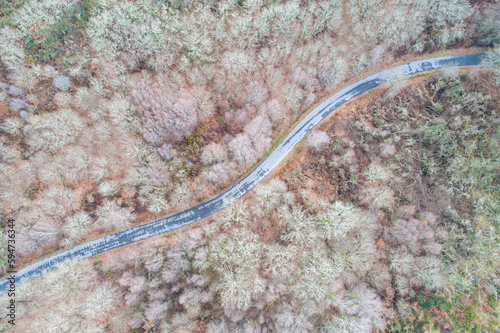 zenithal aerial drone view of a road through a deciduous forest, winter time